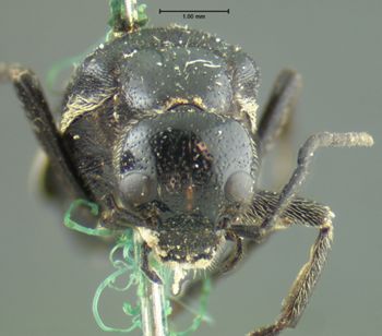 Media type: image;   Entomology 125 Aspect: head frontal view
